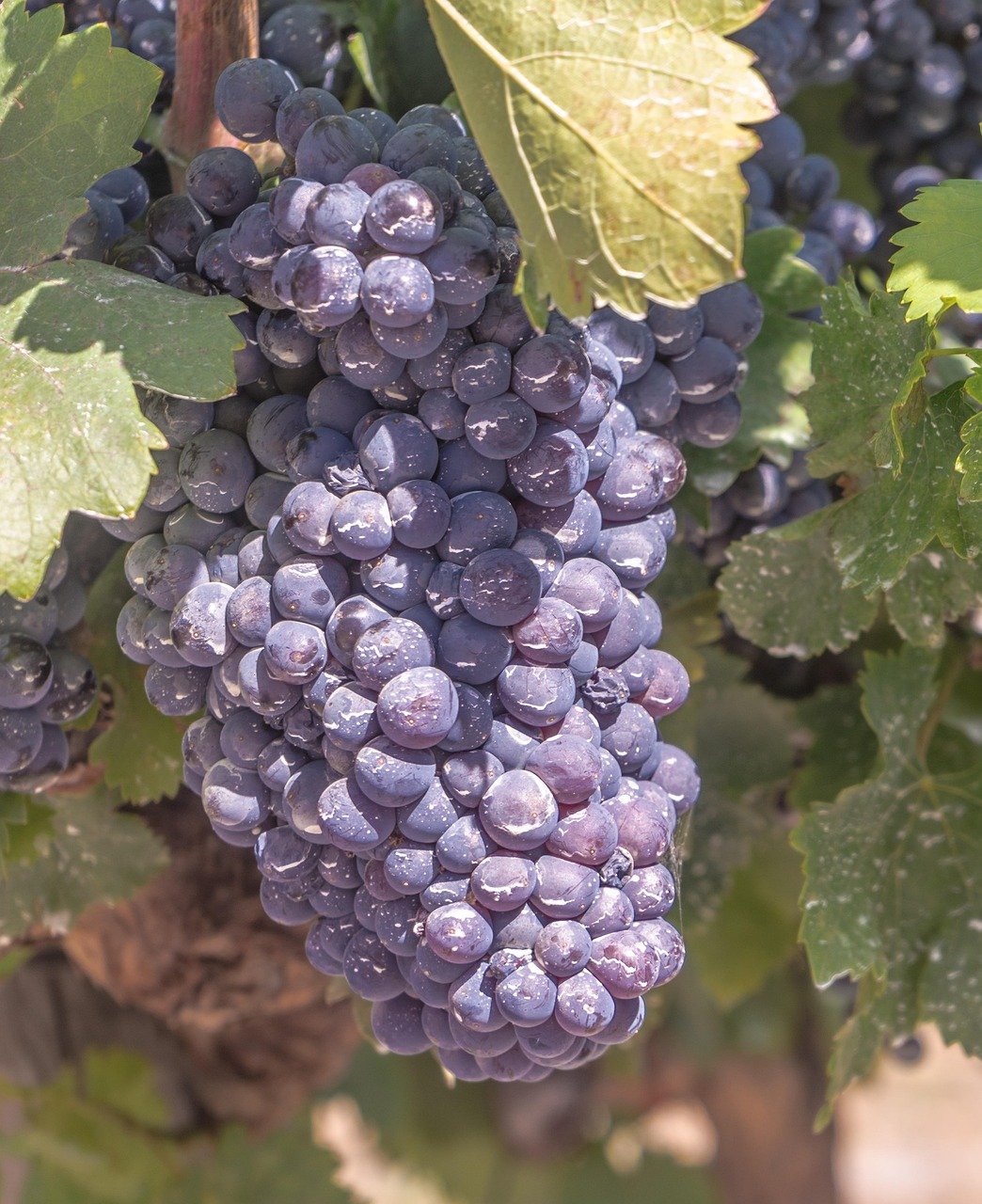 grapes, vine, vineyard, harvest, cultivation, cluster, sheets, came, fruit, red wine, nature, food, plant, healthy, wine production, red, early, cabernet, merlot, rioja, rivera del duero, bordeaux